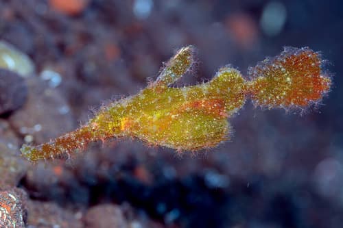 Roughsnout Ghostpipefish