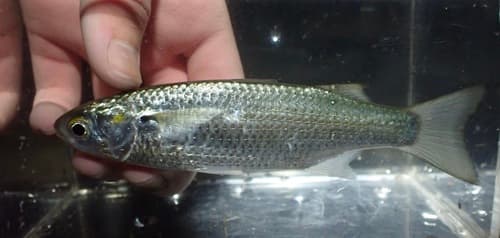 Round-headed Mullet