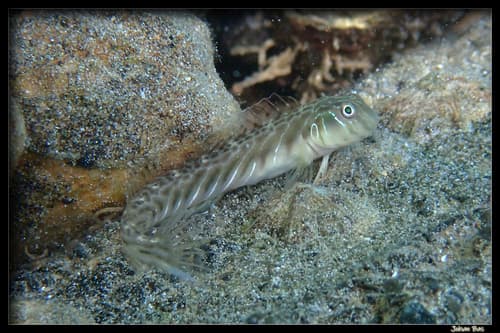 Roundhead Blenny