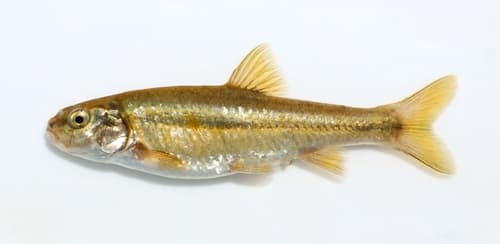 Roundnose Minnow