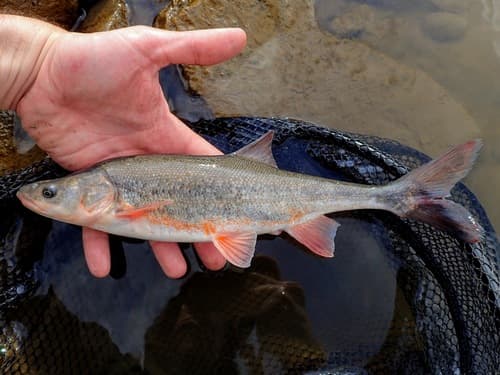 Roundtail Chub