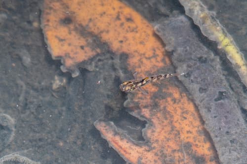 Roux's Dwarfgoby