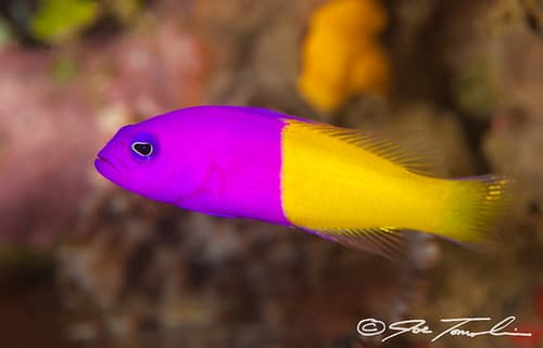Royal Dottyback