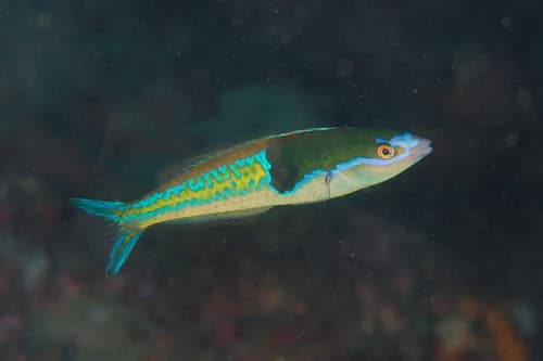 Royal Pencil Wrasse