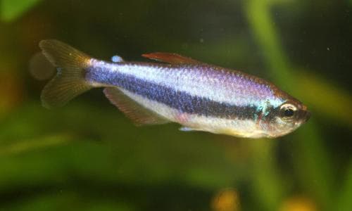 Royal Tetra