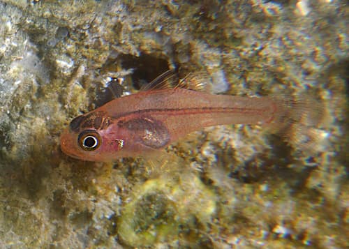 Ruby Cardinalfish