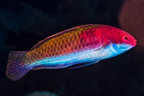 Ruby-headed Fairy Wrasse