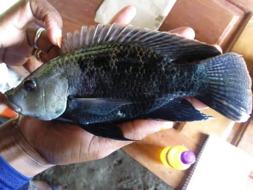 Rufigi Tilapia