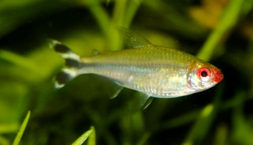 Rummy-nose Tetra