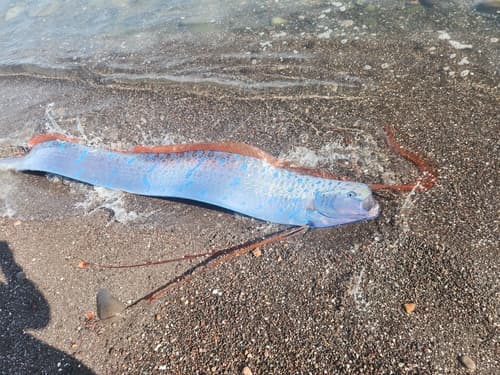 Russell's Oarfish