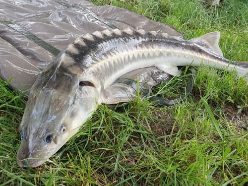 Russian Sturgeon