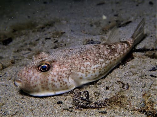 Rusty-spotted Toadfish