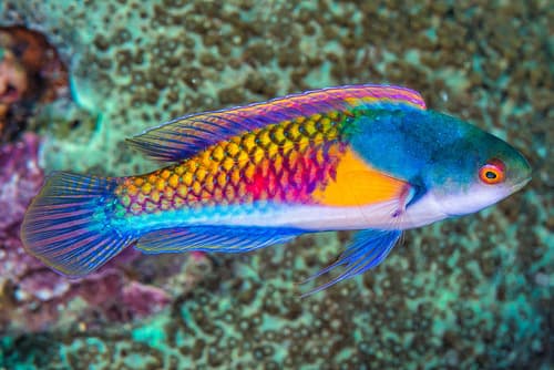Ryukyu Fairy Wrasse