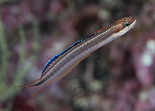 Sabertooth Blenny