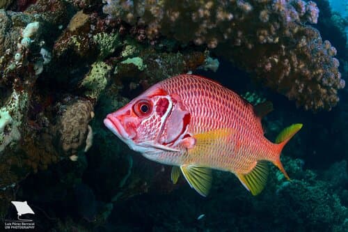 Sabre Squirrelfish