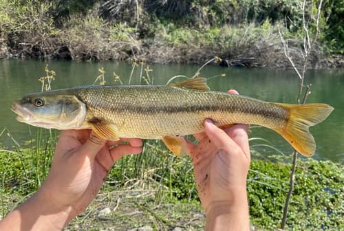 Sacramento Pikeminnow