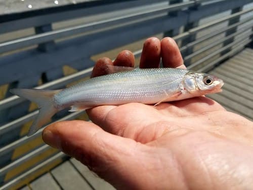 Sacramento Splittail