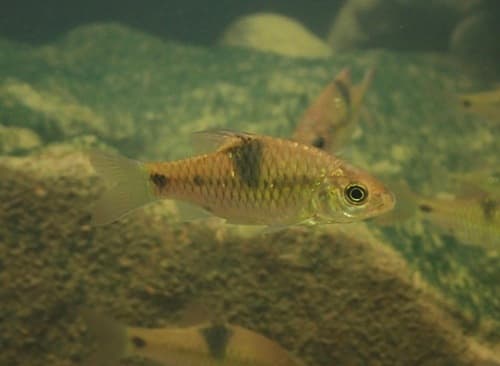 Saddle Barb
