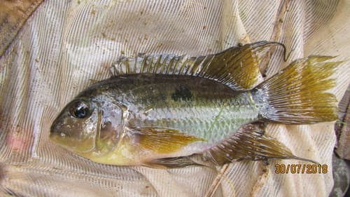 Saddle Cichlid