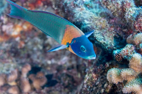 Saddle Wrasse