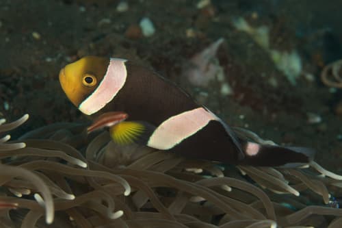 Saddleback Anemonefish