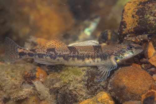 Saddleback Darter
