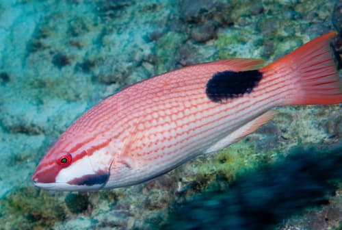 Saddleback Hogfish