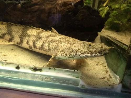 Saddled Bichir