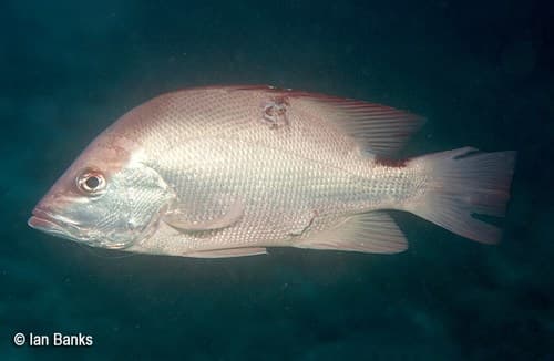 Saddletail Snapper