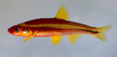 Saffron Shiner