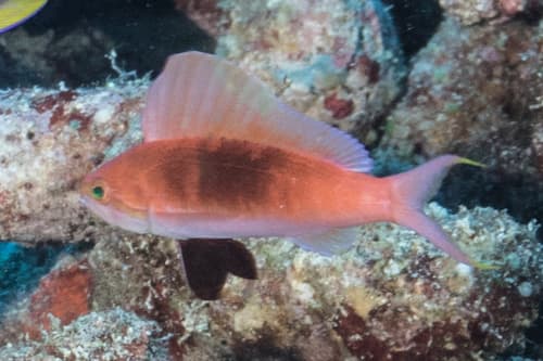 Sailfin Anthias