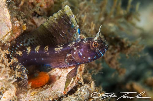 Sailfin Blenny