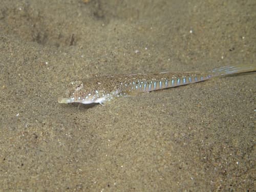 Sailfin Dragonet