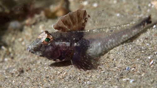 Sailfin Goby