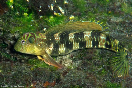 Sailfin Rockskipper