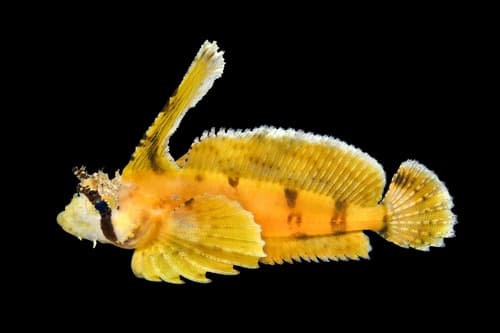 Sailfin Sculpin