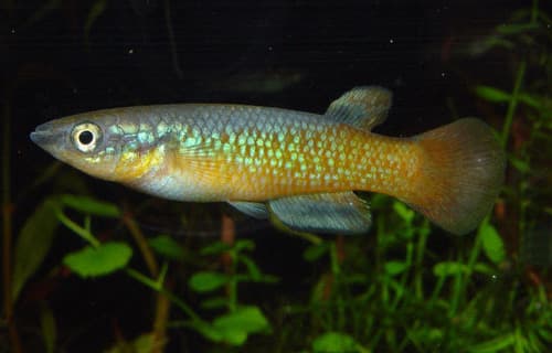 Sakaramy Killifish