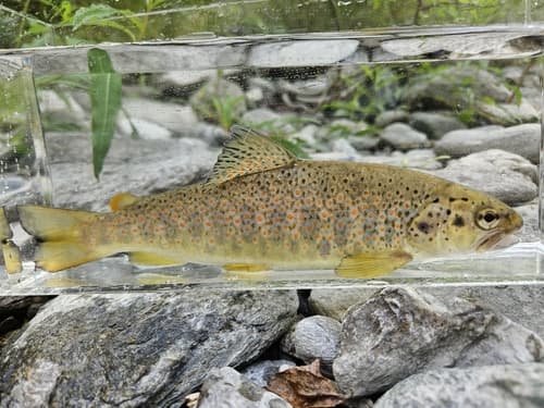 Ghigi's Trout