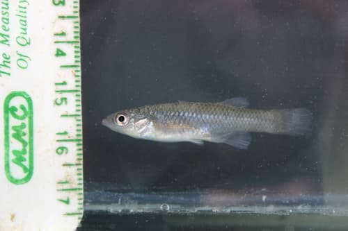 Saltmarsh Topminnow