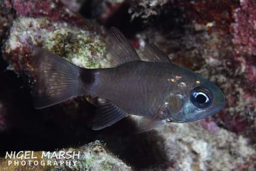 Samoan Cardinalfish
