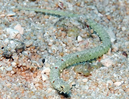 Samoan Pipefish