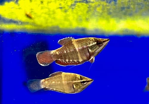 Samurai Chocolate Gourami