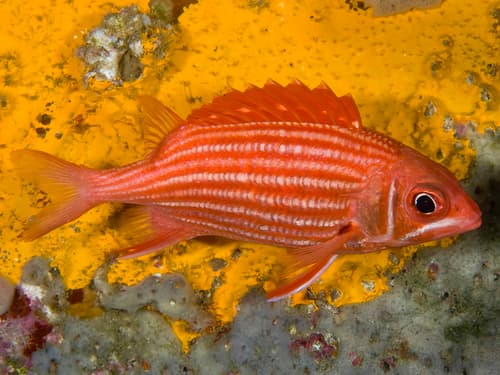 Samurai Squirrelfish