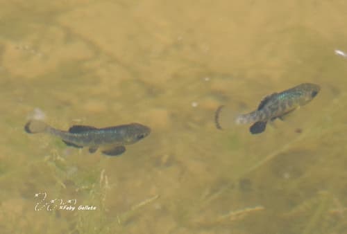 San Ignacio Pupfish