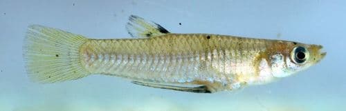 San Jeronimo Livebearer