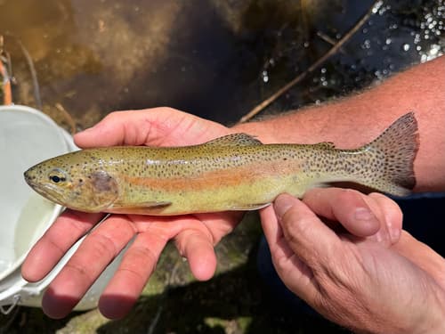 San Pedro Martir Trout