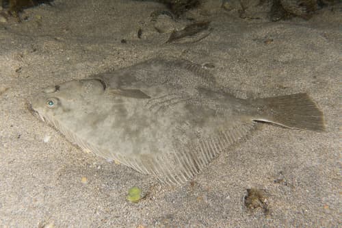 Sand Flounder
