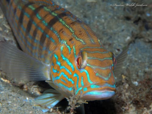 Many-banded Sandperch
