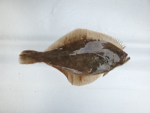 Sand Sole