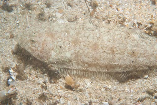 Sand Tonguefish